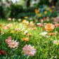 Colorful Wildflower Mix Seed for All Seasons