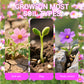 Colorful Wildflower Mix Seed for All Seasons