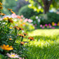 Colorful Wildflower Mix Seed for All Seasons