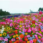 Colorful Wildflower Mix Seed for All Seasons