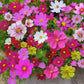 Colorful Wildflower Mix Seed for All Seasons
