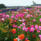 Colorful Wildflower Mix Seed for All Seasons