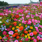 Colorful Wildflower Mix Seed for All Seasons