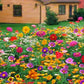 Colorful Wildflower Mix Seed for All Seasons